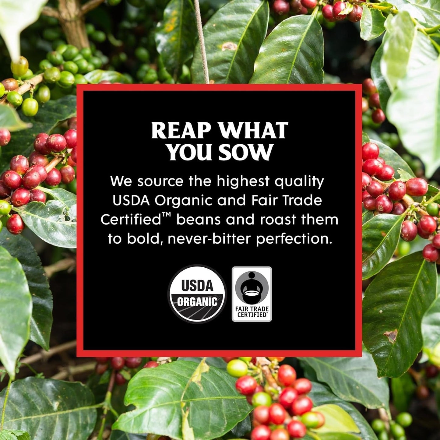 Medium Roast Single-Serve Pods